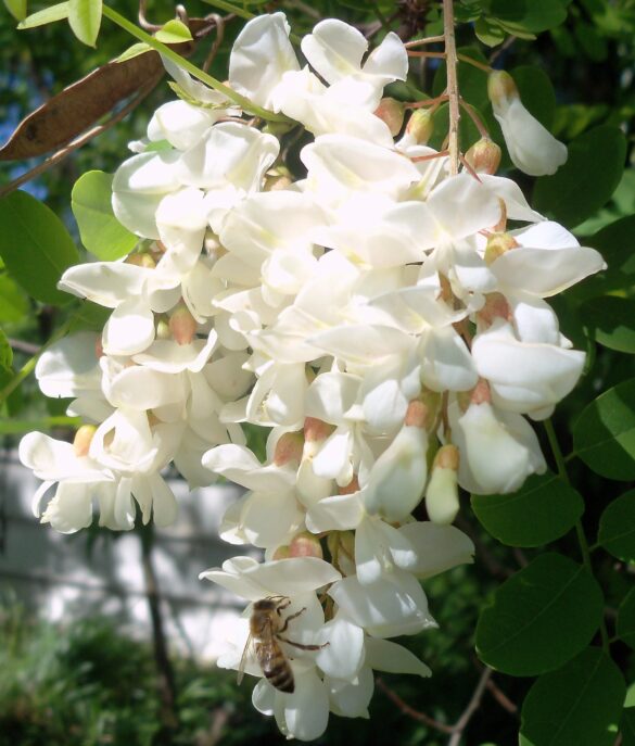 fiore di robinia