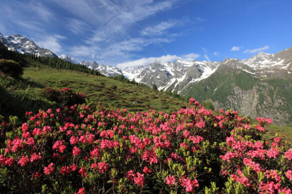 rododendri val d arigna