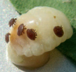 larva varroa