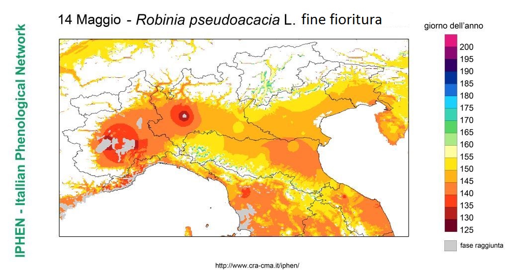 20150514 robinia PREVISTA BBCH69LOMBARDIA