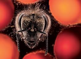 Il National Gerographic Italia “in cerca di SuperApe”