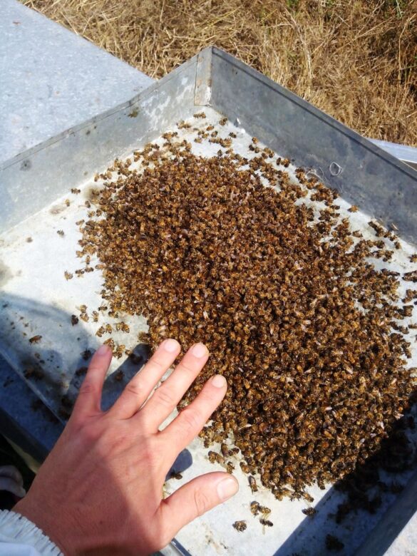 IMG 20150619 WA0011 1