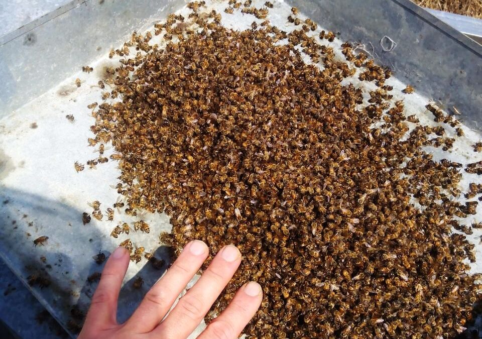 70 alveari avvelenati in provincia di Pavia