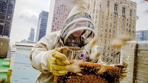 A Milano il 4° Convegno di Apicoltura Urbana