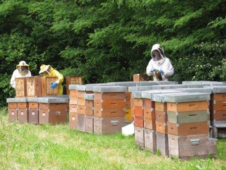Ai melari, ai melari … è fiorita la robinia!