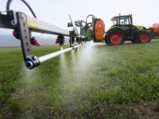 Diabrotica: le indicazioni per il contenimento sono precise! C’è qualcuno  che le applica?