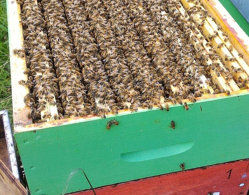 Raccolti di millefiori primaverile e miele di acacia: report di maggio 2018