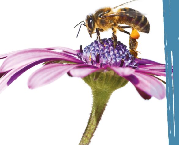 Festa api locandina 2018 2