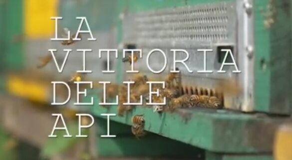 La vittoria delle api