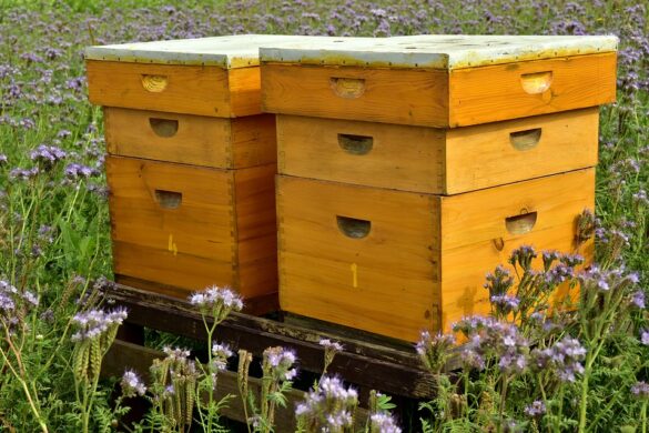 beehive 3703434 960 720