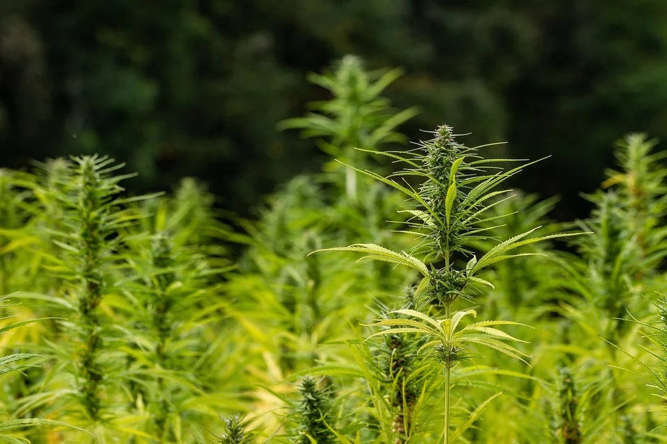 La Cannabis fa bene alle api