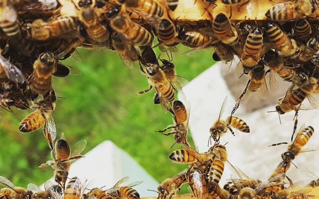 SOS COVID-19: una catena di solidarietà tra apicoltori