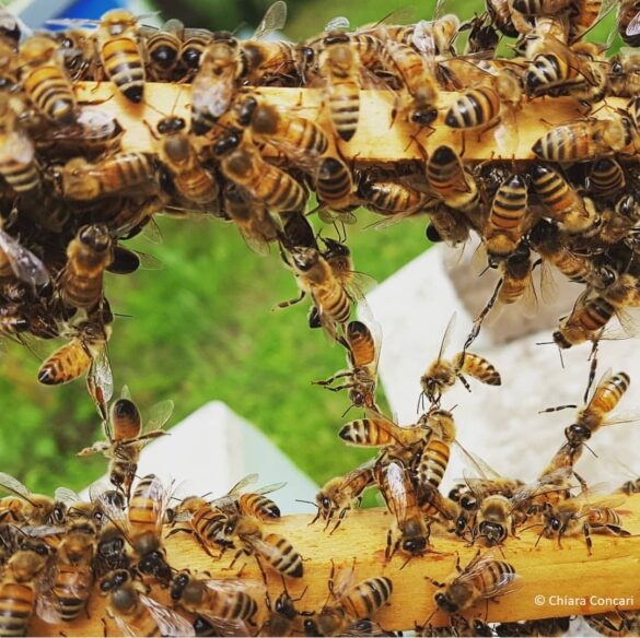 IMG 20200401 123407 Chiara Concari