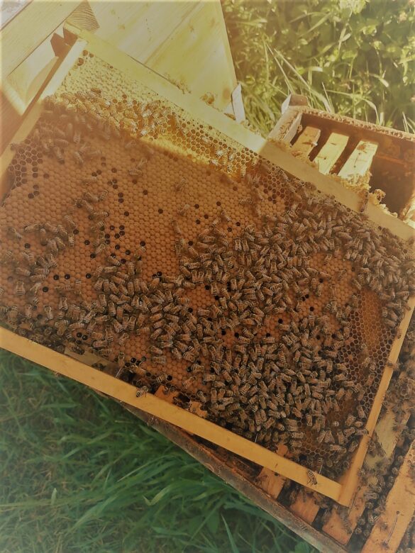 Spopolamento Cremona