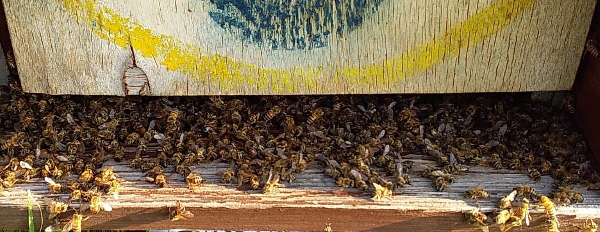 Estate avvelenata per le api