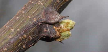 Iphen: bollettino fenologico della Robinia del 25 marzo