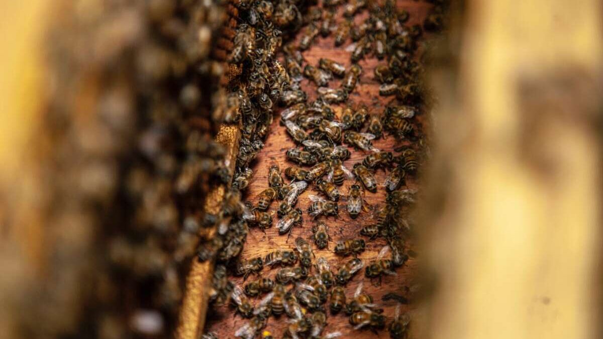Spopolamenti di api bottinatrici in atto