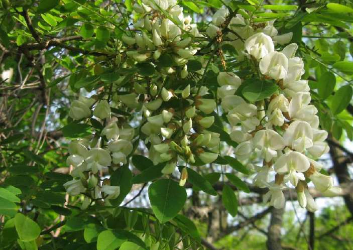 Bollettino fenologico della Robinia del 6 maggio