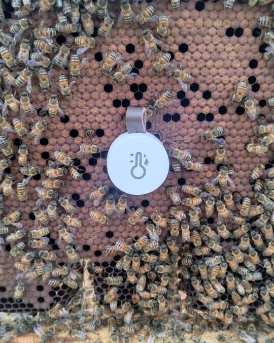 9 dicembre – Seminario autunnale di lotta alla Varroa