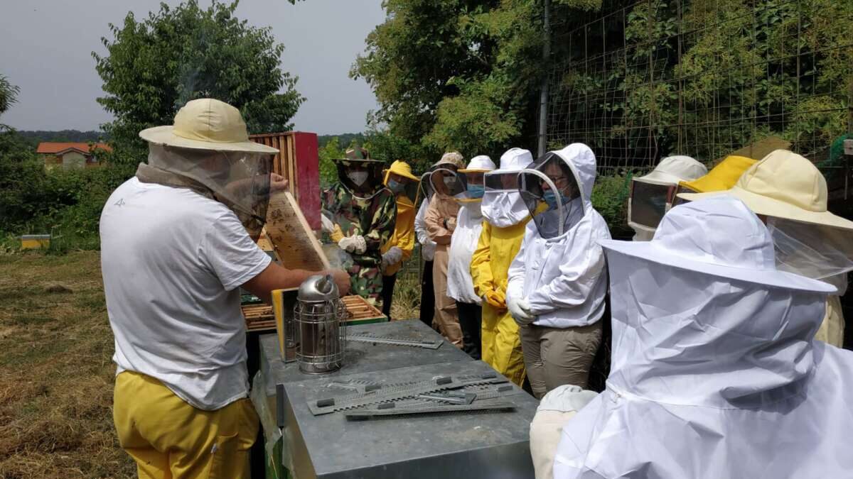 Corso base di apicoltura 2023