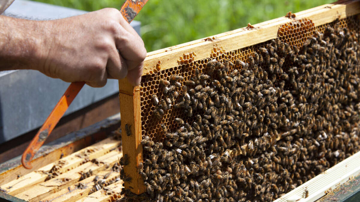 Corso di perfezionamento in apicoltura 2022