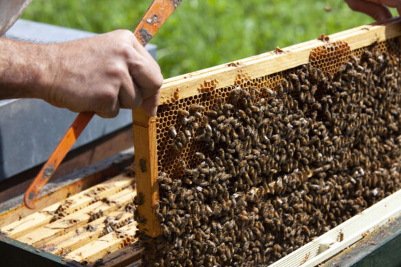 Corso di perfezionamento APL