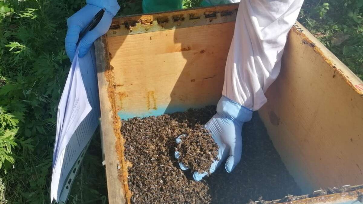 Pesticidi e trattamenti: schede informative