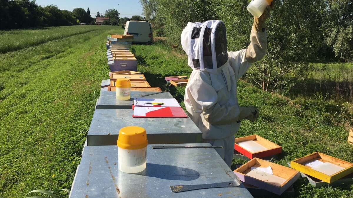 Bollettino Monitoraggio nazionale Varroa – luglio 2025