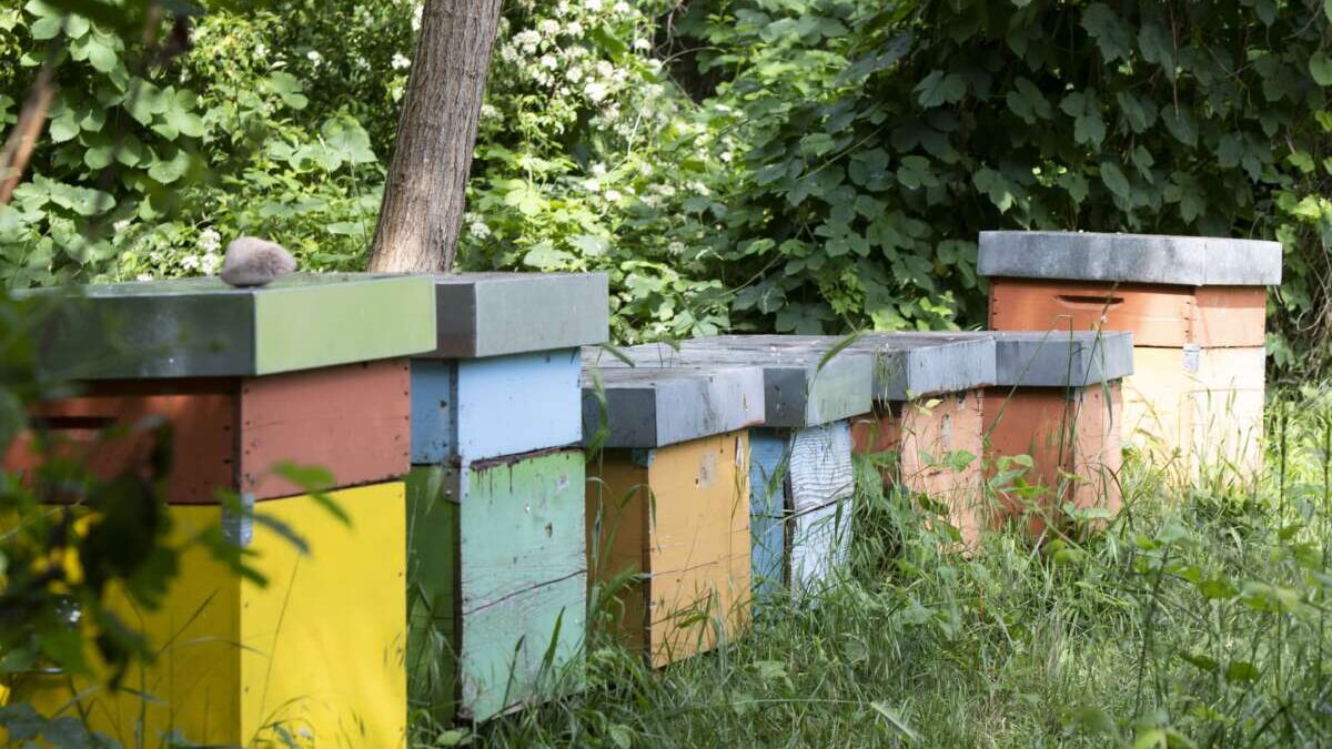 Report: le produzioni primaverili 2022 in Lombardia