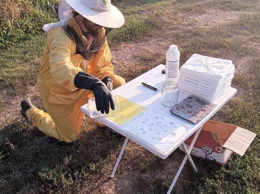 PROVA DI CAMPO ESTIVA “FORMICO E GOCCIOLATO PUNTUALE”