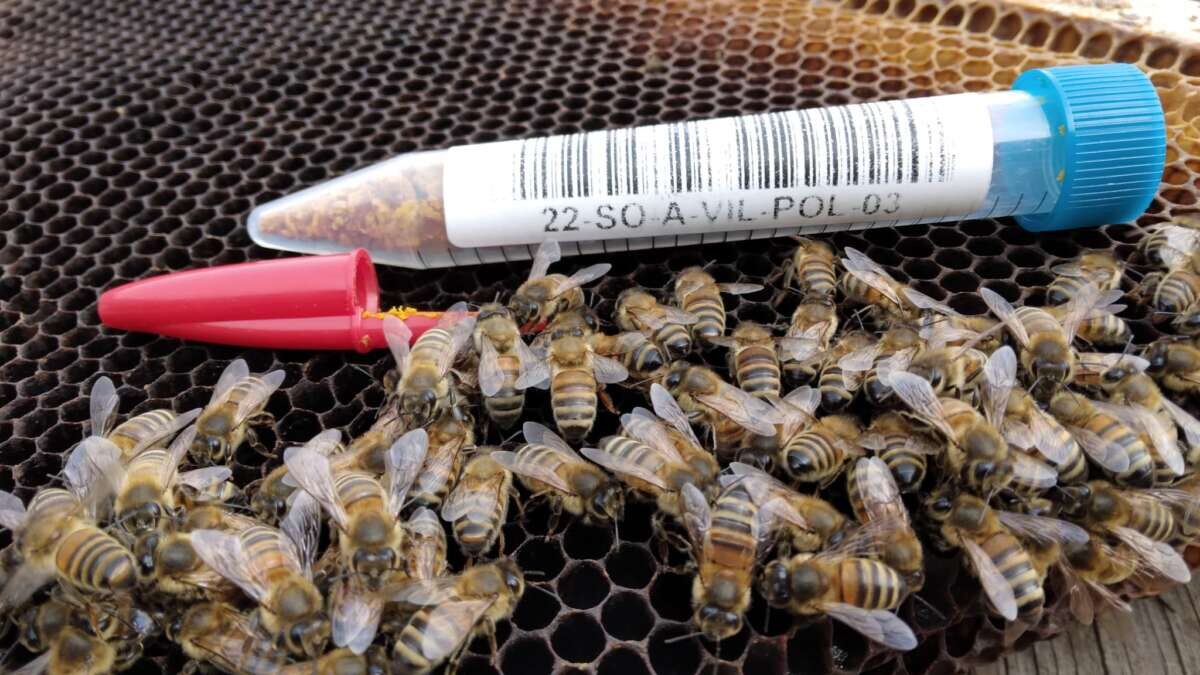 Progetto BeeNet, l’articolo di Agronotizie: primi dati sulla presenza di fitofarmaci negli alveari
