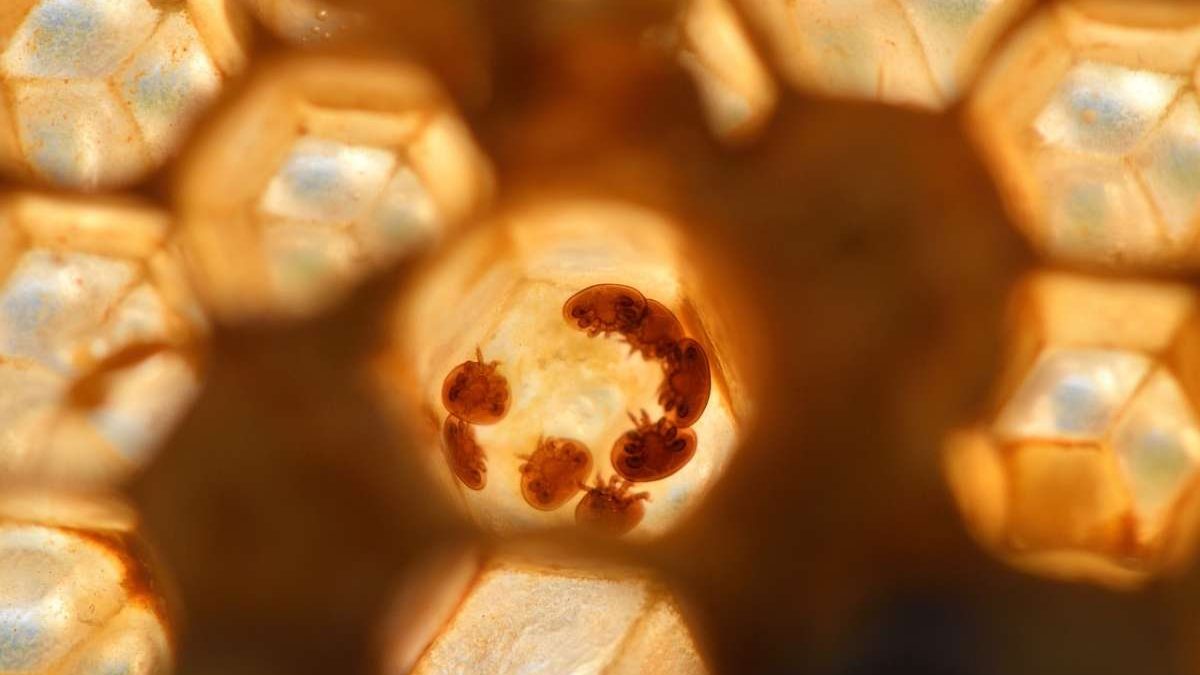 Allerta Varroa