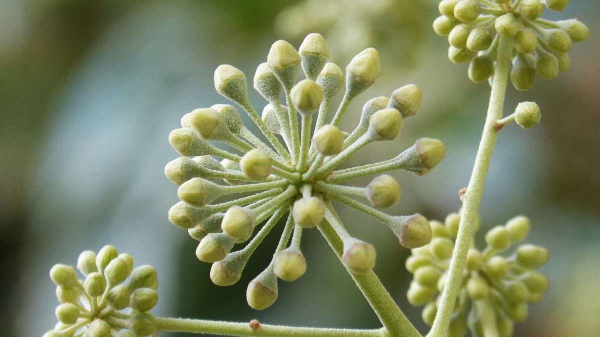 SETTEMBRE 2024 – RILEVAZIONE MENSILE DELL’OSSERVATORIO NAZIONALE MIELE