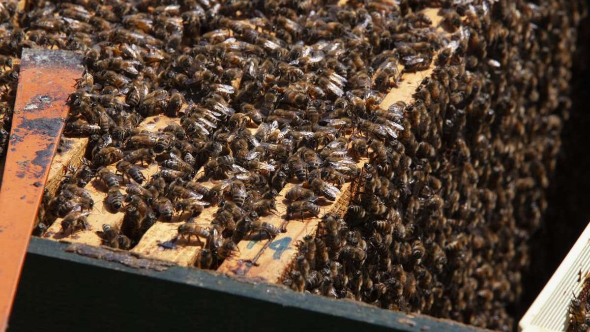 2 DICEMBRE – WEBINAR “DAL NIDO STRETTO AL NIDO ADATTATO”