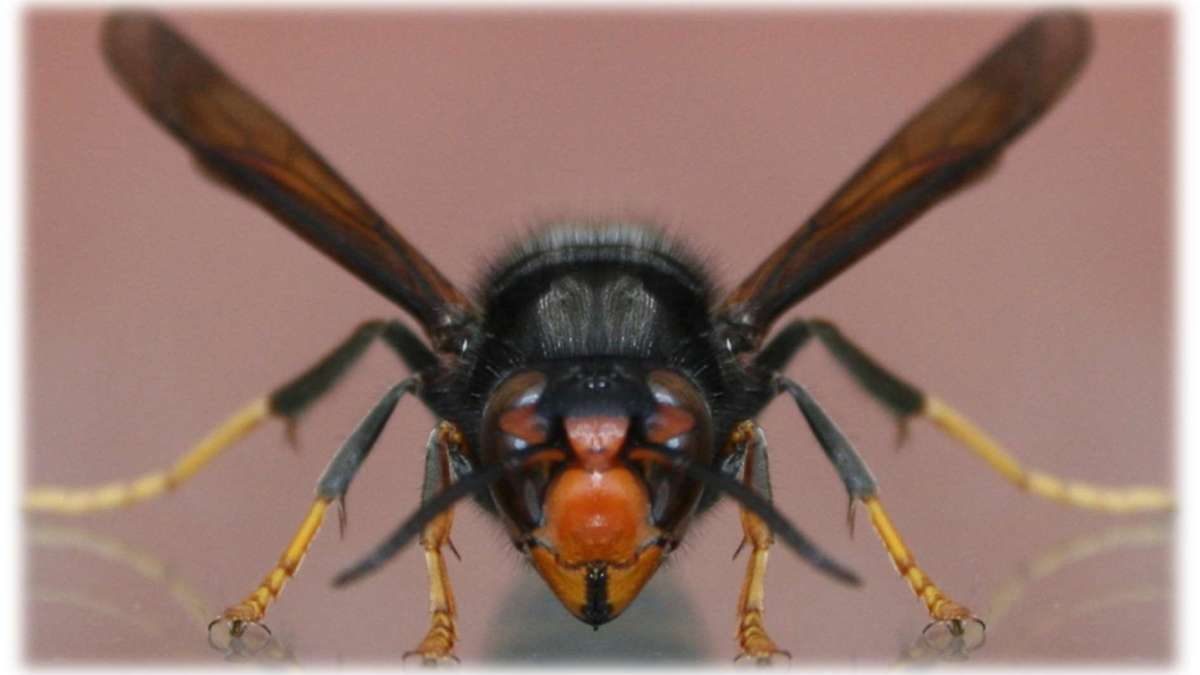 23 NOVEMBRE – SEMINARIO “VESPA VELUTINA, STRATEGIE DI DIFESA PER IL FUTURO DELLE NOSTRE API”