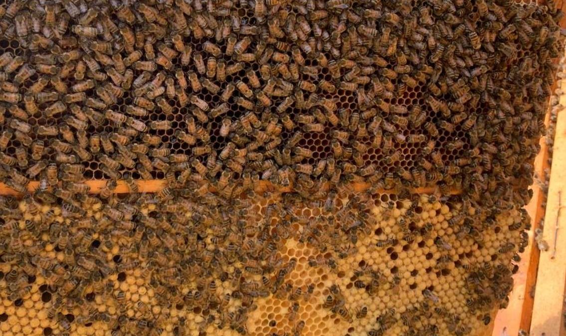 5 aprile – Dimostrazione pratica: il telaio da maschio, un ottimo alleato