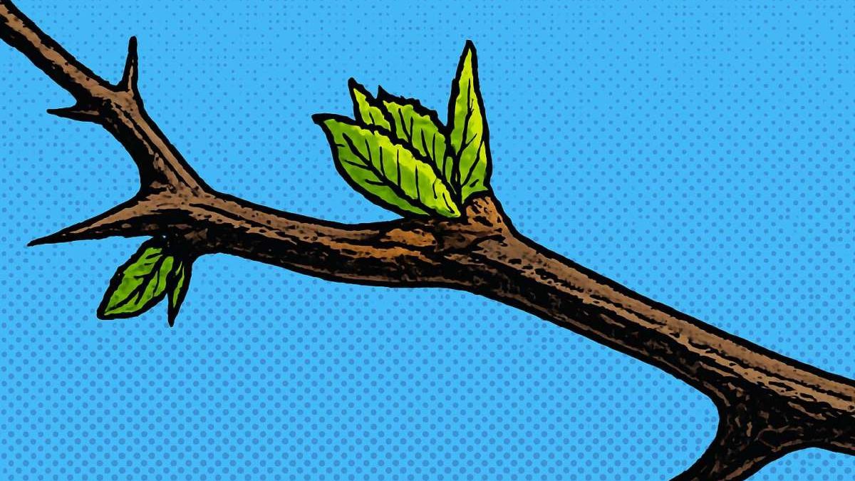 Iphen: bollettino fenologico della Robinia del 3 aprile