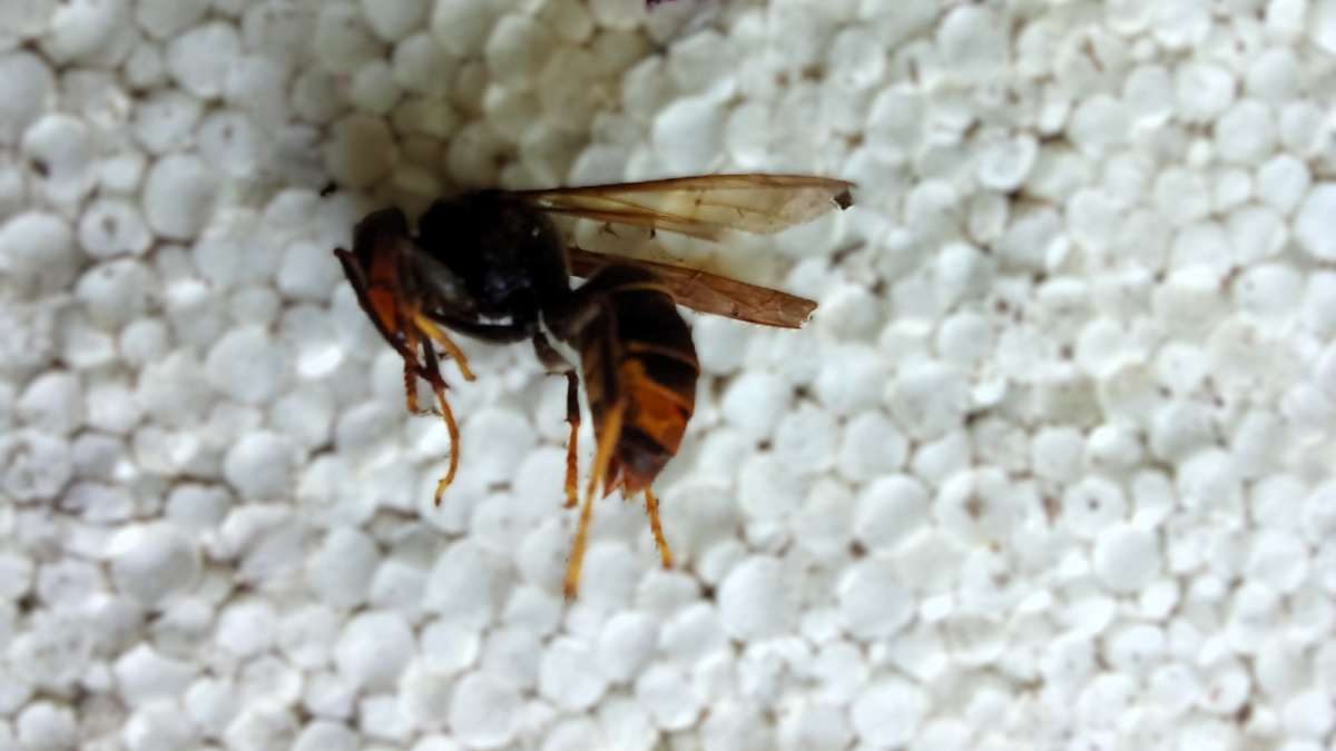 Vespa velutina: ritrovamento confermato a Busto Arsizio (VA)