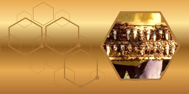 11 Aprile – Dimostrazione pratica: la formazione dei nuclei con le celle reali