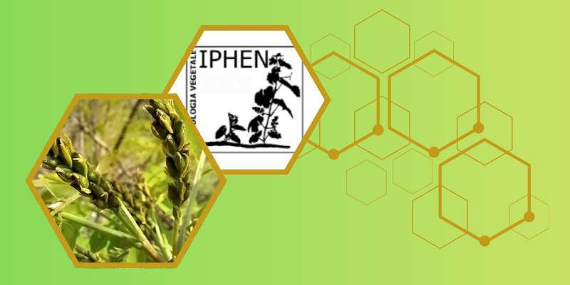 Iphen: Bollettino fenologico della Robinia del 16 aprile 2026