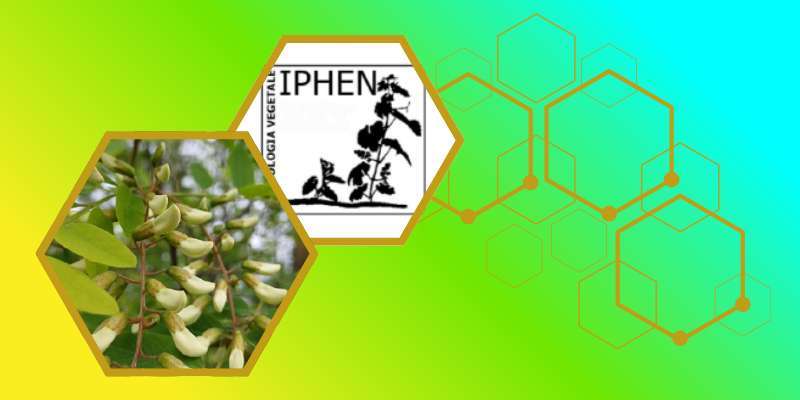 Iphen: Bollettino fenologico della Robinia del 23 aprile 2026