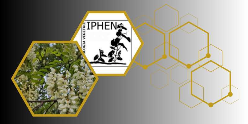 Iphen: Bollettino fenologico della Robinia del 30 aprile 2026
