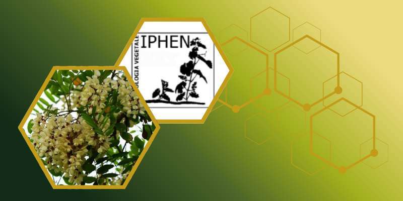 Iphen: Bollettino fenologico della Robinia del 7 maggio 2026